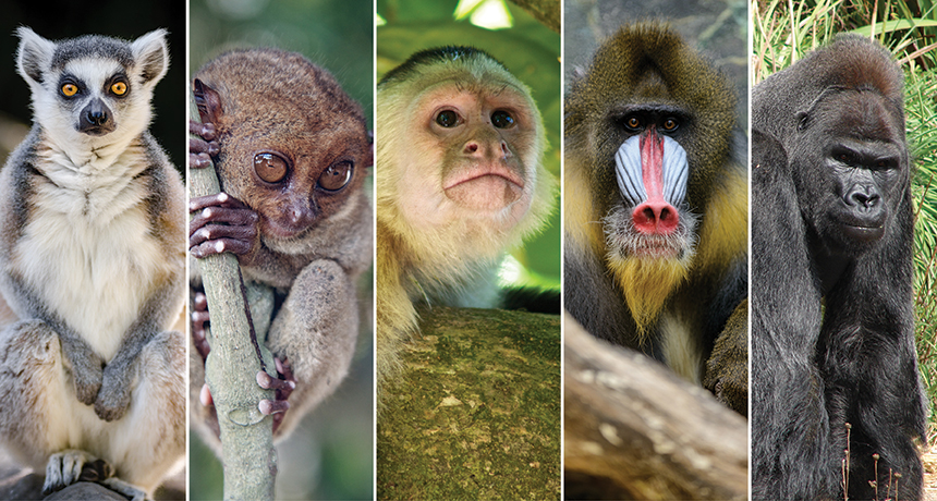 Where Did We Come&nbsp;From?